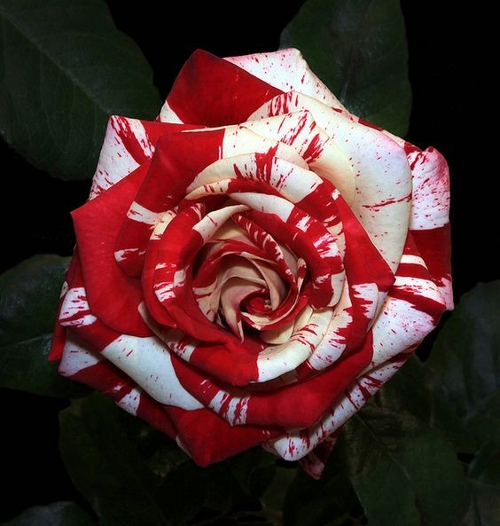 超罕有红白玫瑰鲜艳绝美?