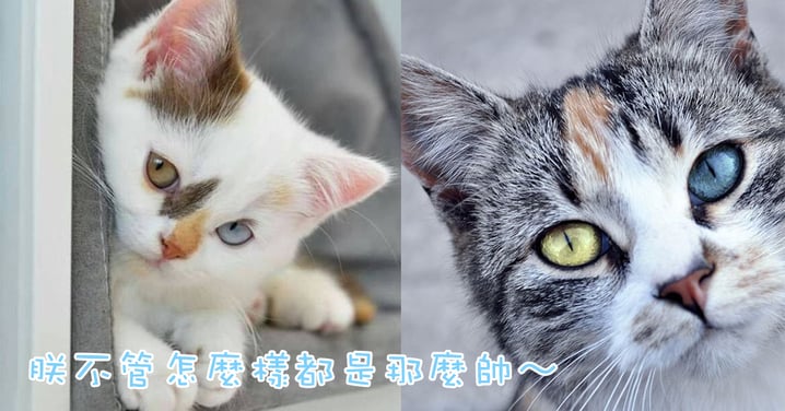 不一樣的魅力⋯異色瞳喵星人!沒想到還有比異色瞳更美的?
