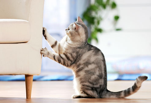 photolibrary_rm_photo_of_cat_scratching_side_of_chair