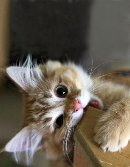 5e099b69a874dea6acfe78afd13e27bc