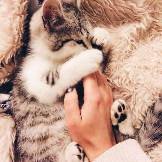 874f408a7426106cf29ccf32f56bfb8d