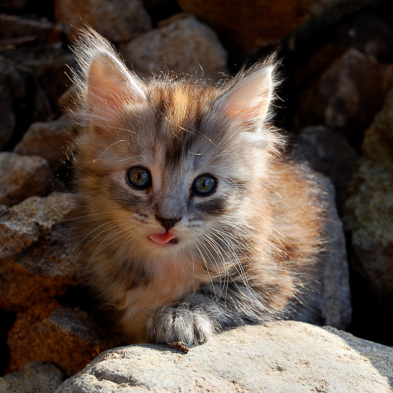 cat-tongue-out-19