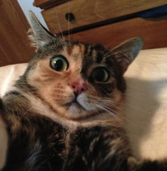 selfie-cats