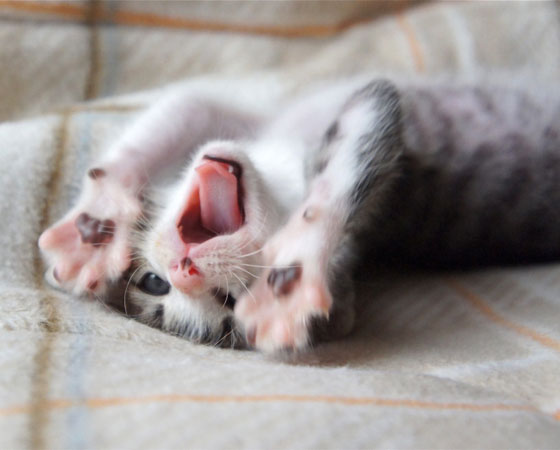 cat-mouth-
