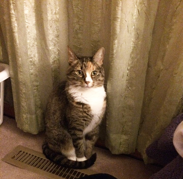 catster http://www.catster.com/lifestyle/cat-behavior-anatomy-humor-tails-pictures-photos