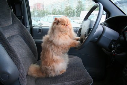 catbehaviorassociates http://www.catbehaviorassociates.com/8-tips-for-safe-car-travel-with-your-cat/