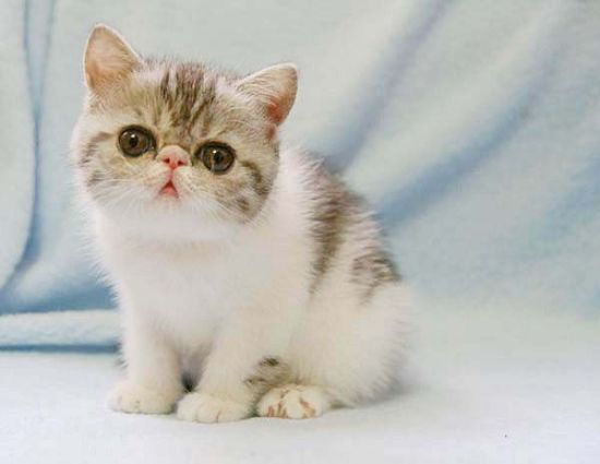 xinfukesi http://www.xinfukesi.com/%E5%BC%82%E5%9B%BD%E7%9F%AD%E6%AF%9B%E7%8C%AB%E5%B0%8F%E7%8C%AB.htm