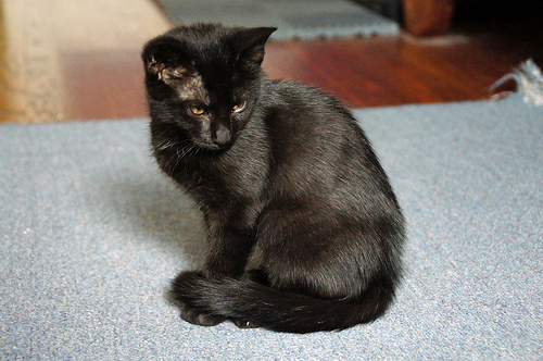 love-and-hisses http://www.love-and-hisses.com/2012/06/11/