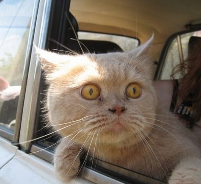 imbecile http://www.imbecile.me/pic/terrified-cat-looks-out-car-window/