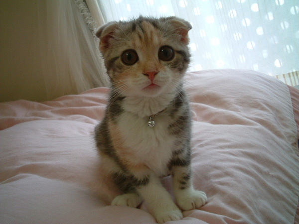 arcofwind http://arcofwind.pixnet.net/blog/post/2449511-%E6%8A%98%E8%80%B3%E8%B2%93