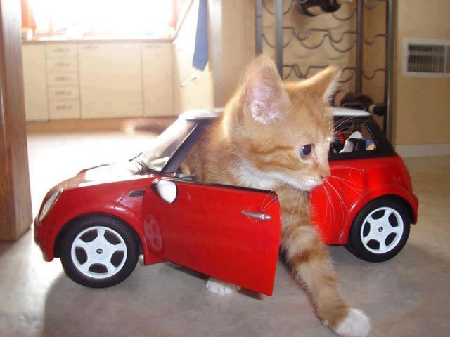 thecatconnection http://www.thecatconnection.com/resources/2015/12/22/road-warriors-car-rides-with-kitty/