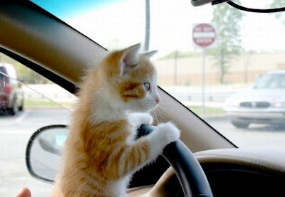 mycatsaredemocrats http://mycatsaredemocrats.blogspot.hk/2012_06_01_archive.html
