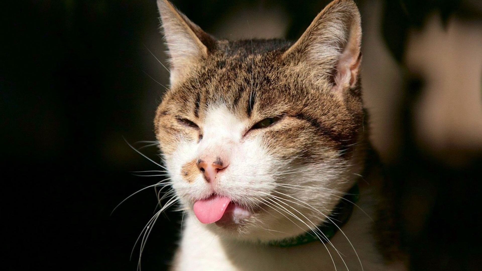 catster
