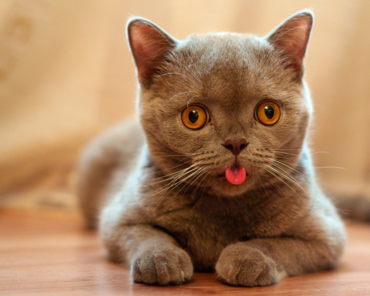 cat-mouth-