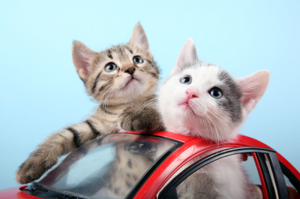 wishforpets http://www.wishforpets.com/what-should-you-know-about-traveling-by-car-with-cats/