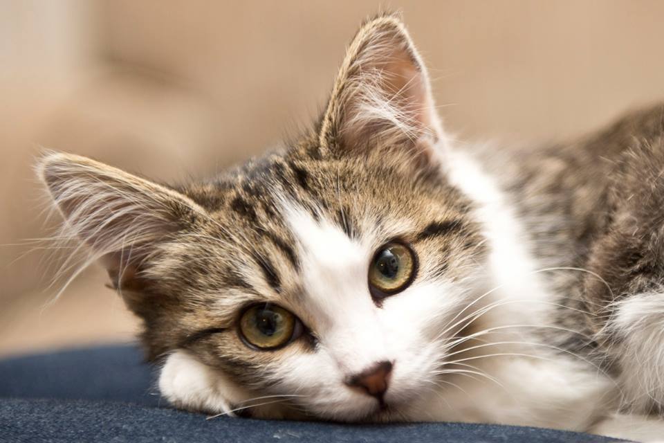 smilesforscarlette https://www.facebook.com/smilesforscarlette/photos_stream?ref=page_internal