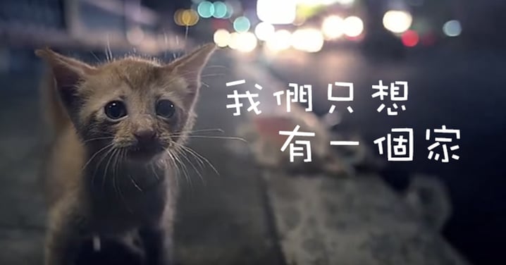 【影片】準備紙巾！超催淚流浪貓貓⋯你能做的10件事！
