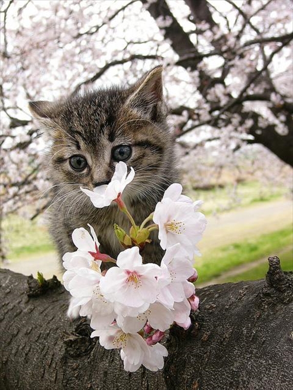 flowercat