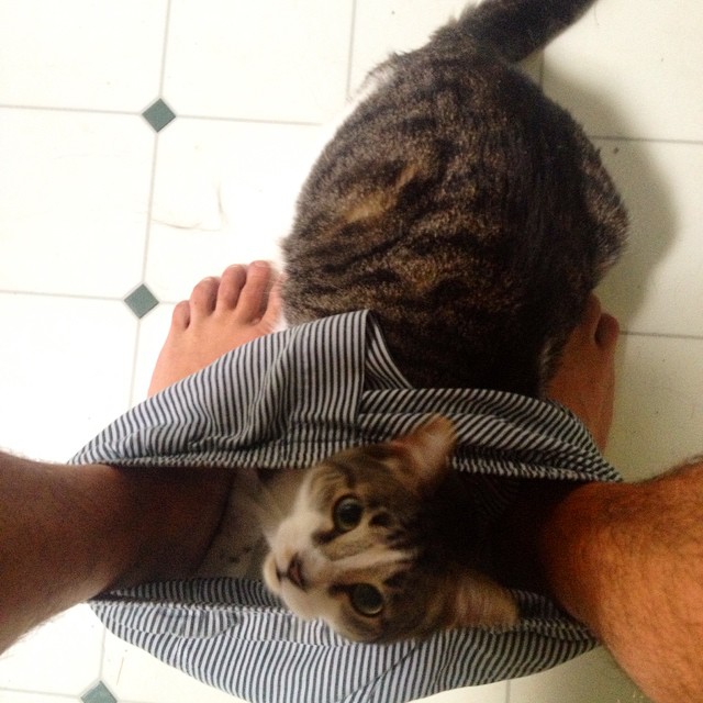 trouserscat