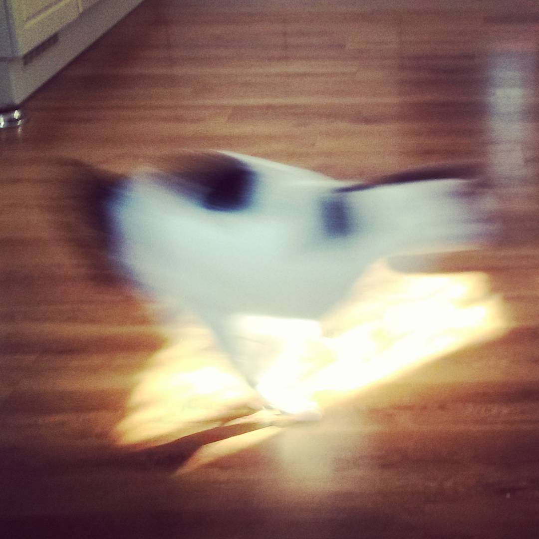 runningcat