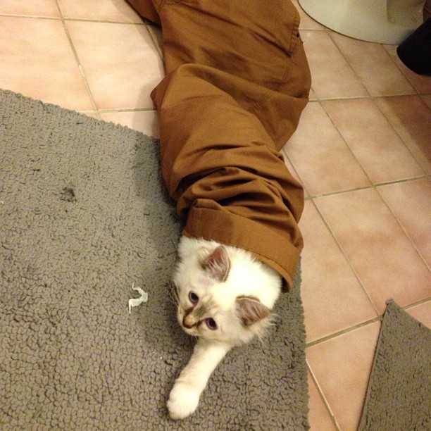 trouserscat