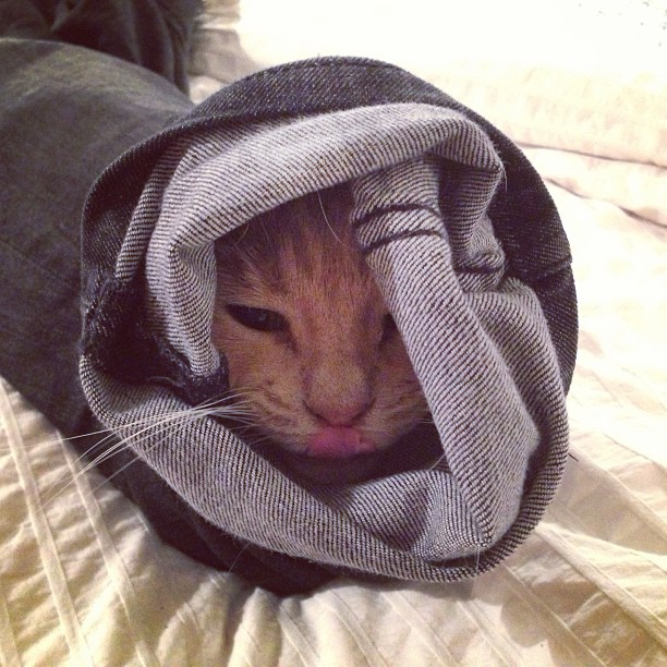 trouserscat