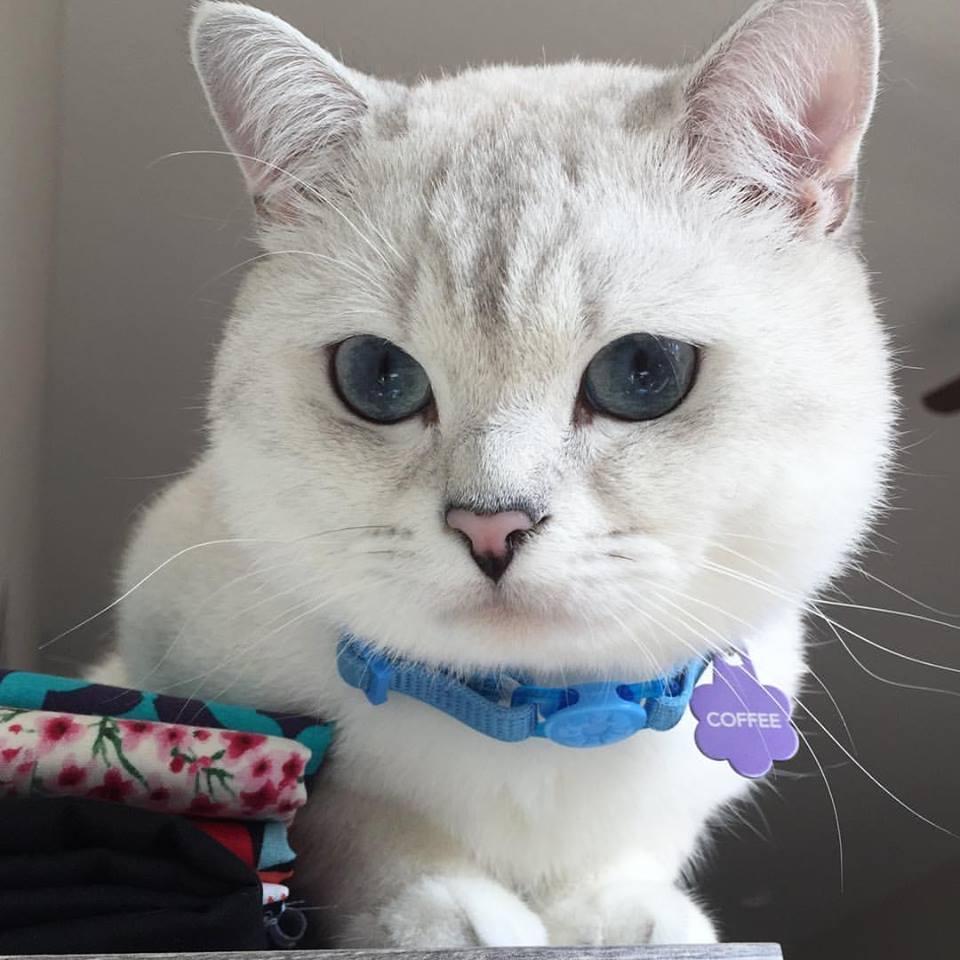 White_Coffee_Cat