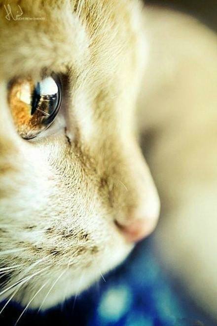 cateye