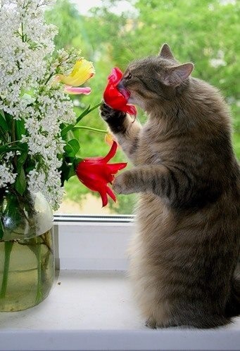 flowercat
