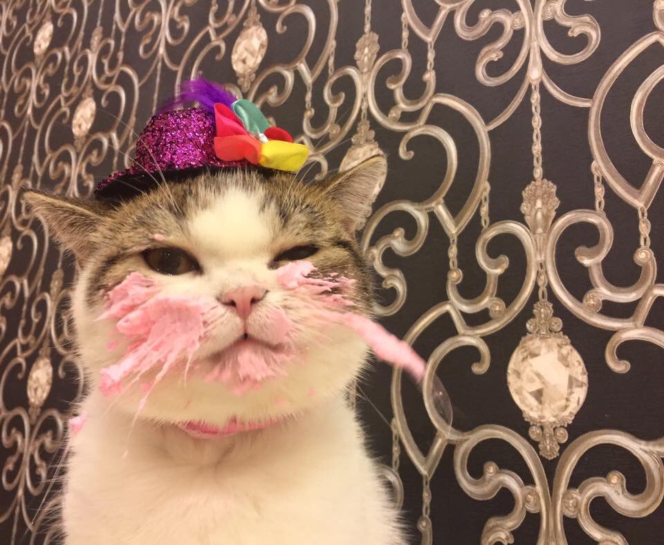 birthdaycat