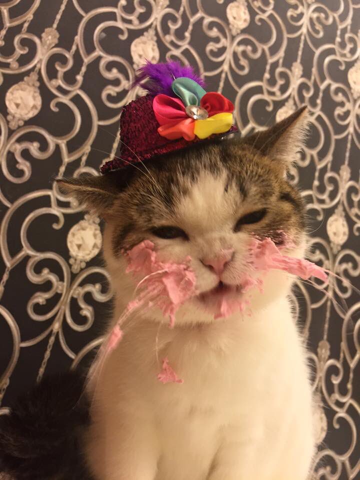 birthdaycat