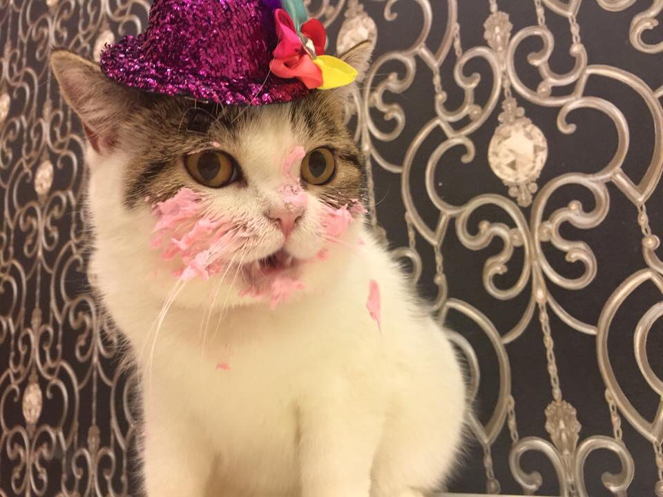 birthdaycat