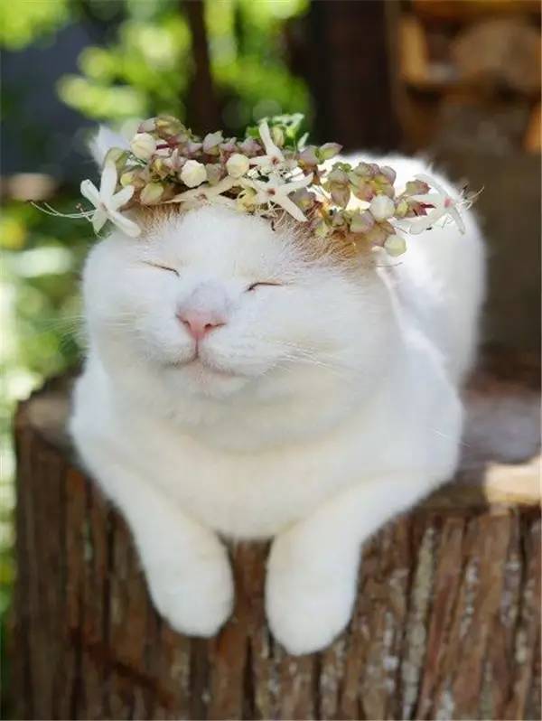 flowercat