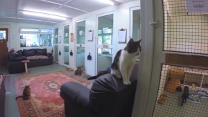 lincolnshiretrustforcats-3