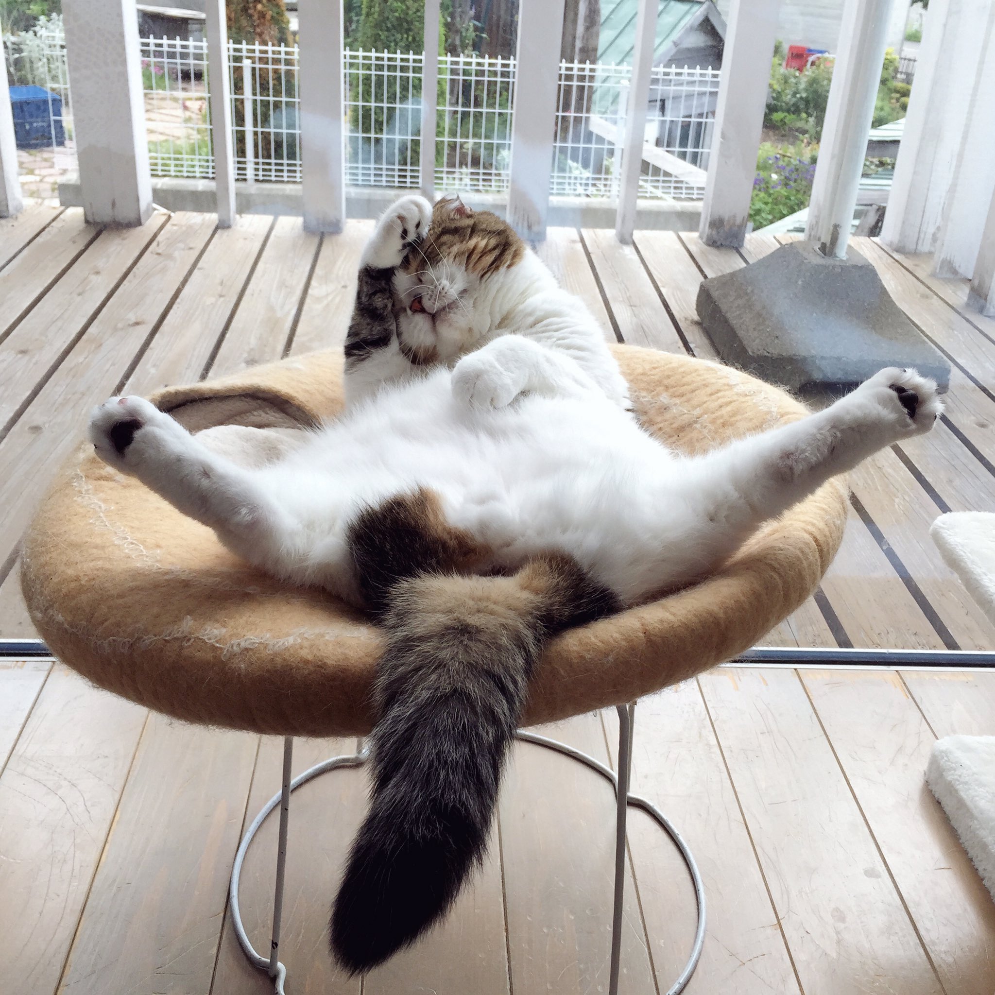 mancat