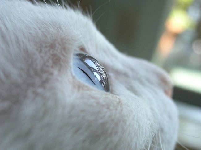 cateye
