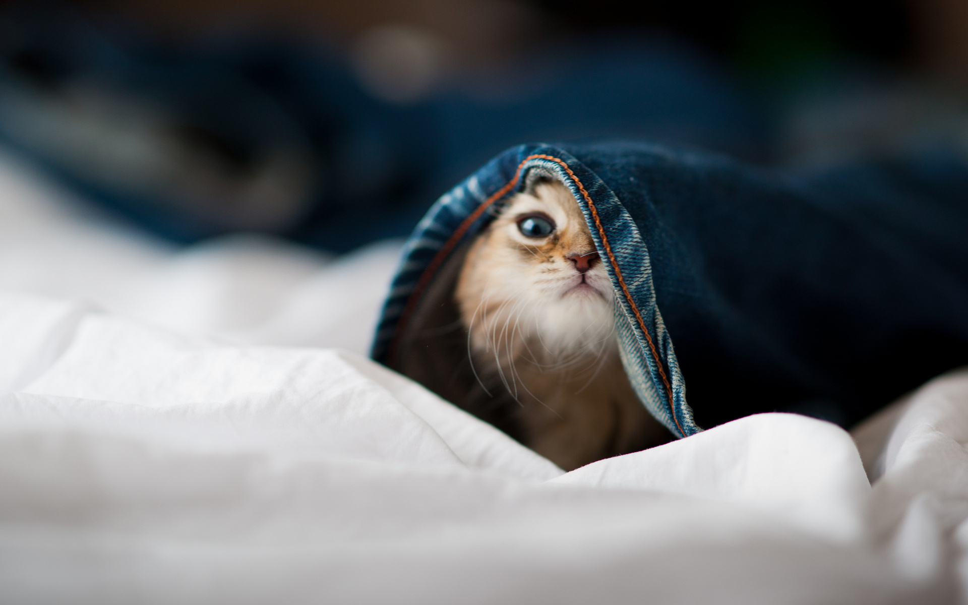 trouserscat