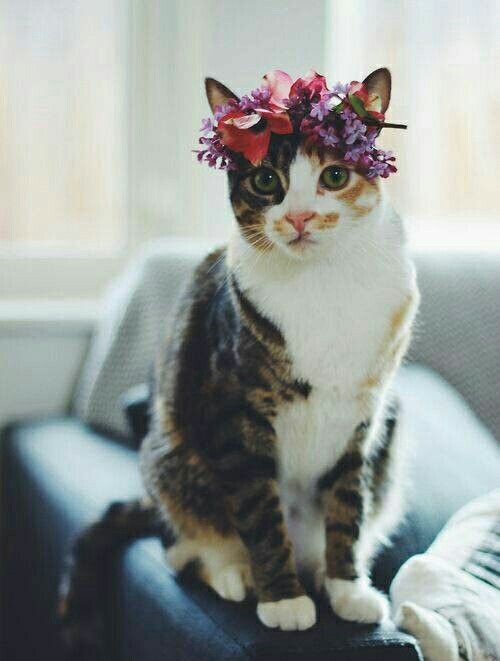 flowercat