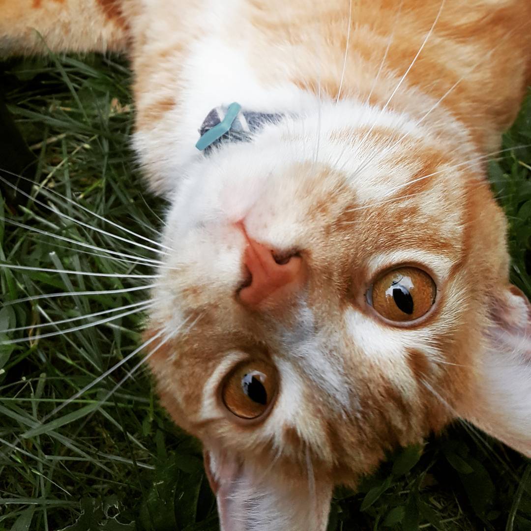 cateye