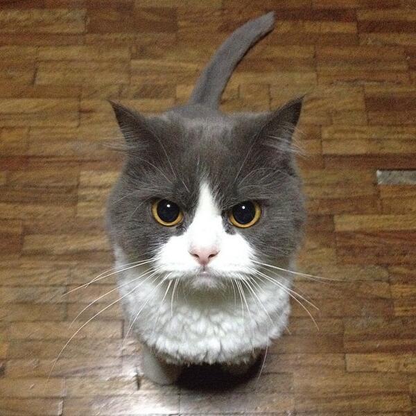 angrycat