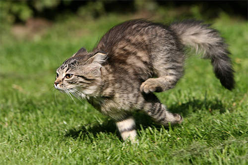 runningcat