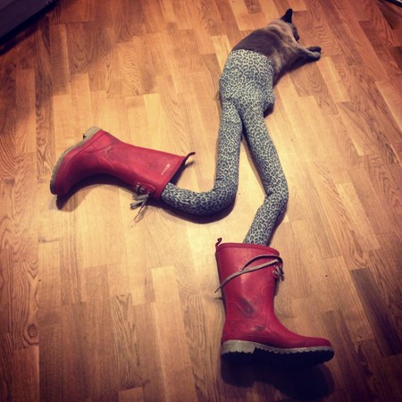 trouserscat