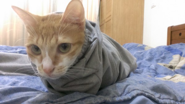 trouserscat