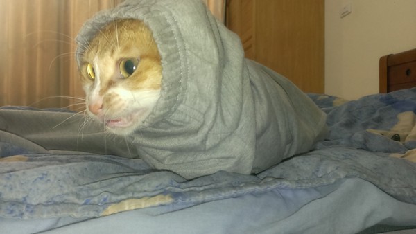 trouserscat