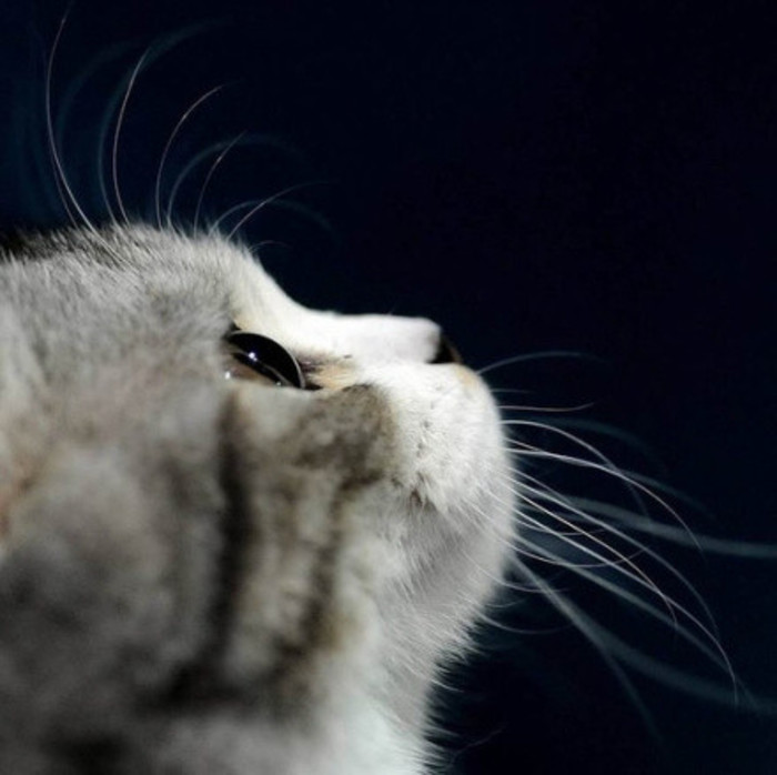cateye