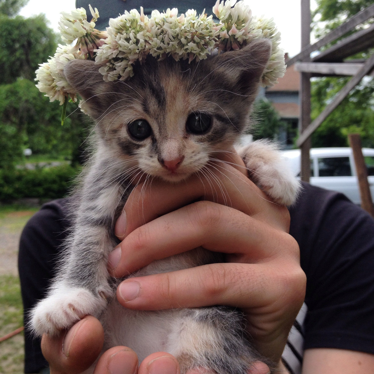 flowercat