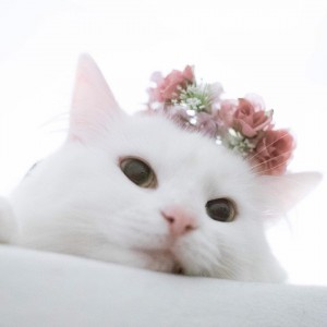 flowercat