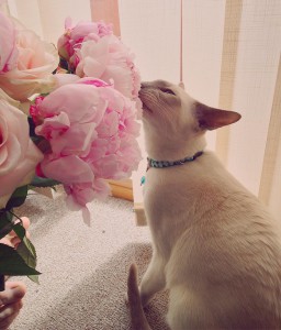 flowercat