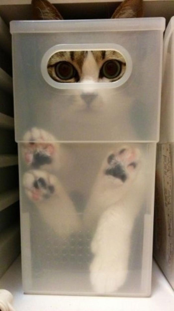 catmoji