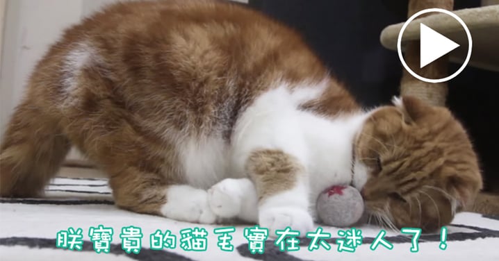 【影片】迷倒萬千主子！掉下來的貓毛超有用⋯一起DIY貓咪毛球吧！